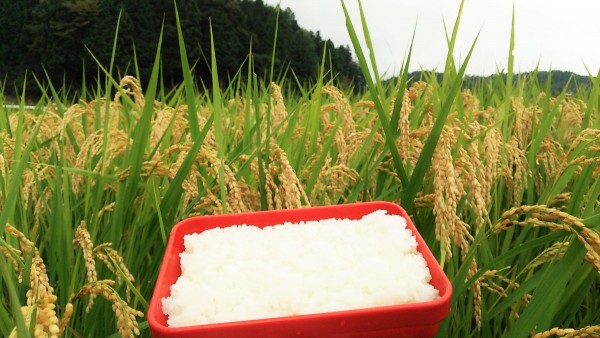 広島県のおいしいお米をご存知ですか？サムネイル