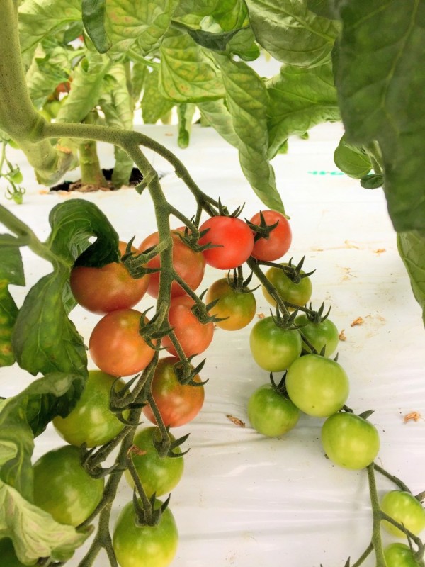 7月13日のミニトマトは東広島市豊栄産の予定です。サムネイル