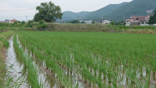 来年のお米農家さんを訪問しました。サムネイル