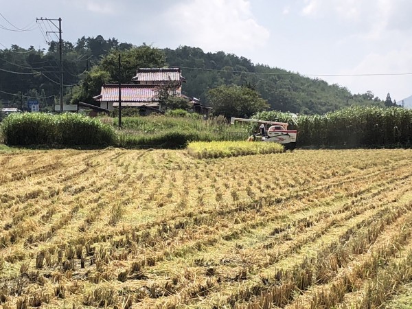 福原農園さん　特別栽培米　こしひかり　収穫しましたサムネイル